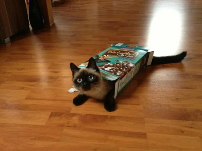 Сиамская красотка в коробке