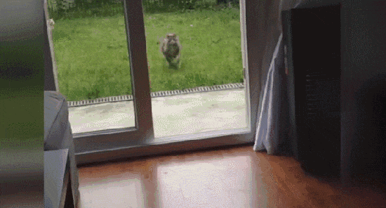 Котя беги кушать