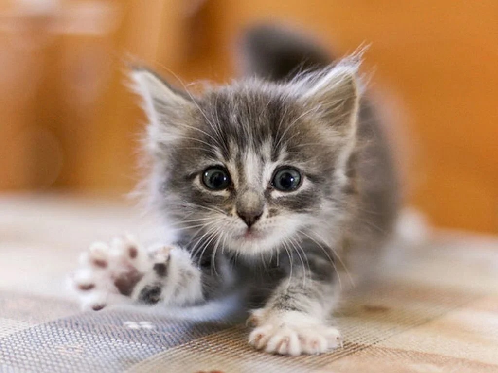 Очаровательный полосатик