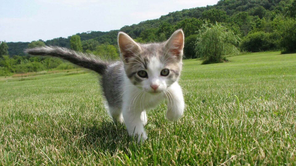 Котёнок бегает по травке