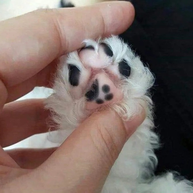 Рисунок на лапке