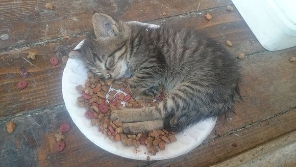 Котёнок в чашке с кормом