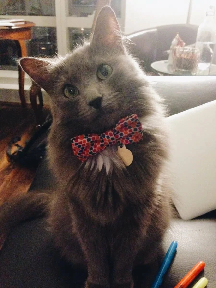 Серый котейка в пятнистой бабочке