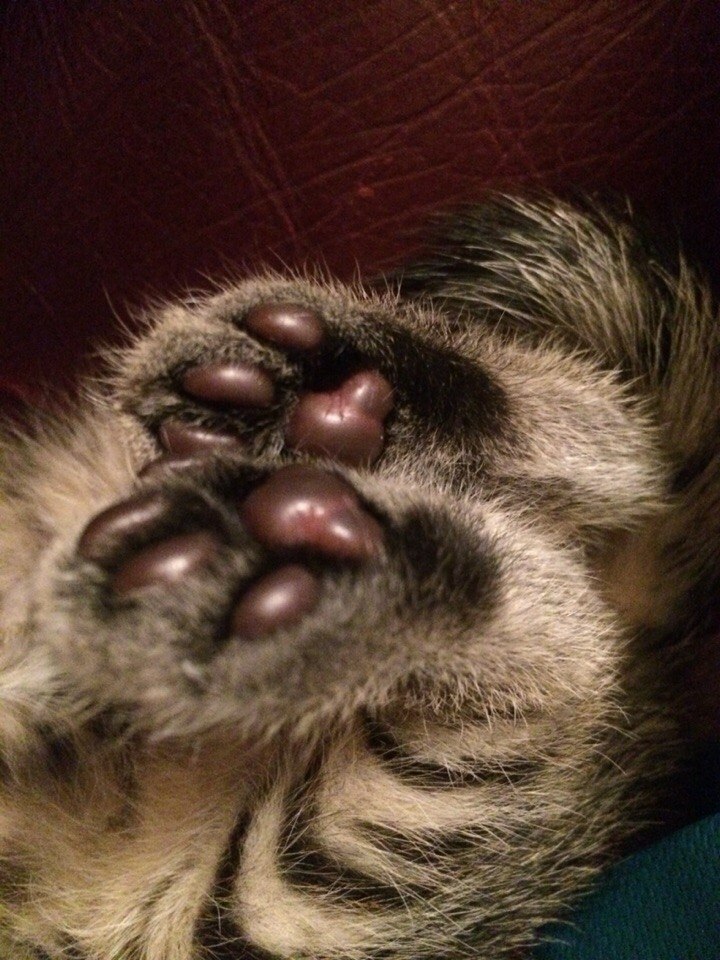 Блестючие лапуськи