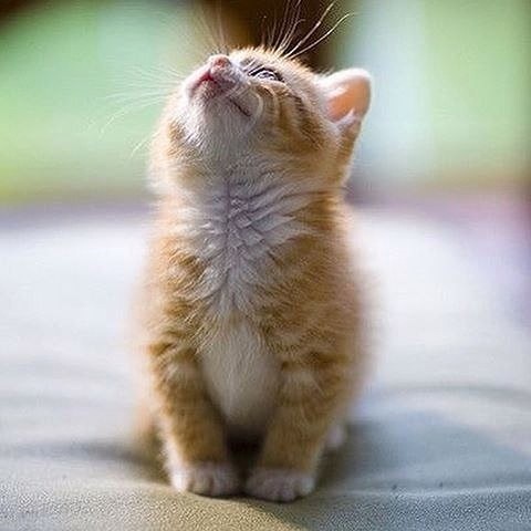 Малюсенький рыженький котёнок