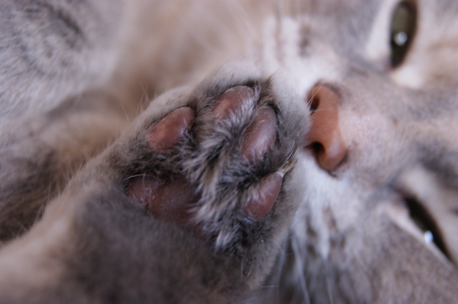 Вкусная лапка