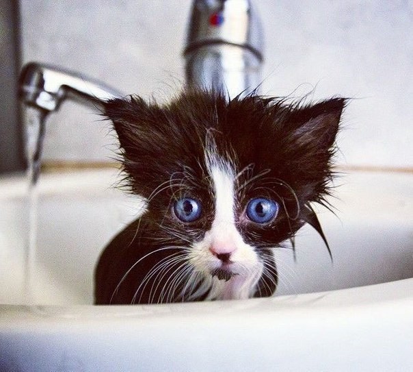 Котёнок в раковине