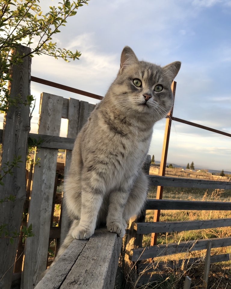 Серый котик во дворе