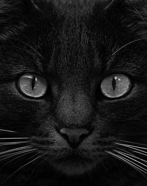 Чёрная очаровашка