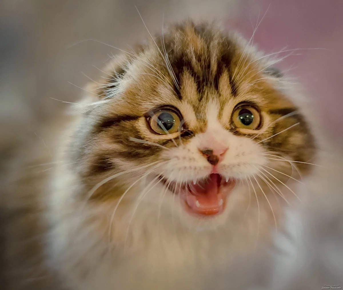 Полосатик мяучит