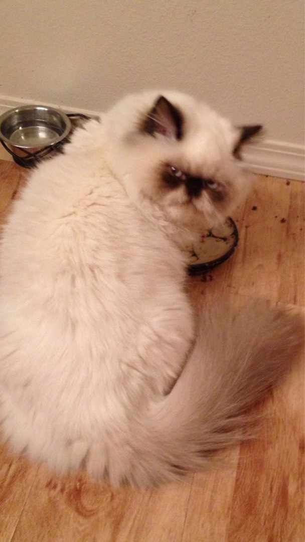 Недовольная кошечка