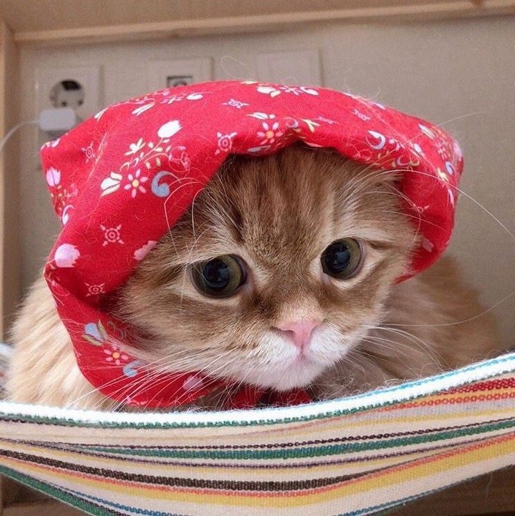 Кошечка в косыночке
