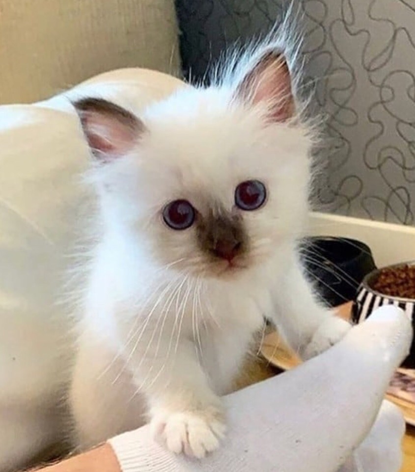 Котик с милым носиком