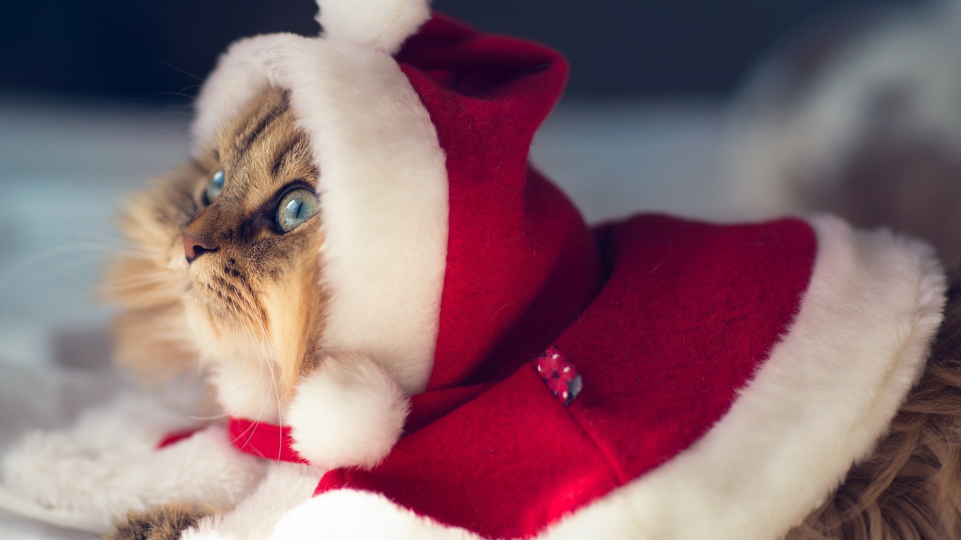 Кошечка в костюме снегурочки