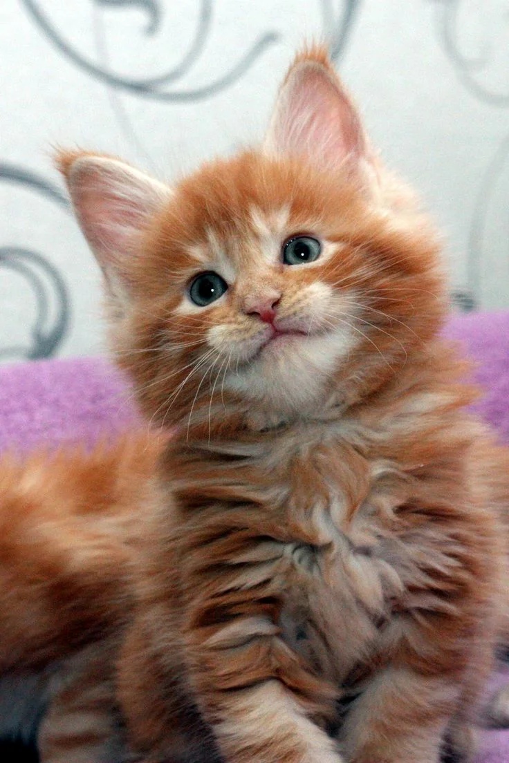 Улыбающийся пушистик