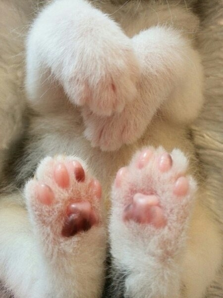 Беленькие лапки