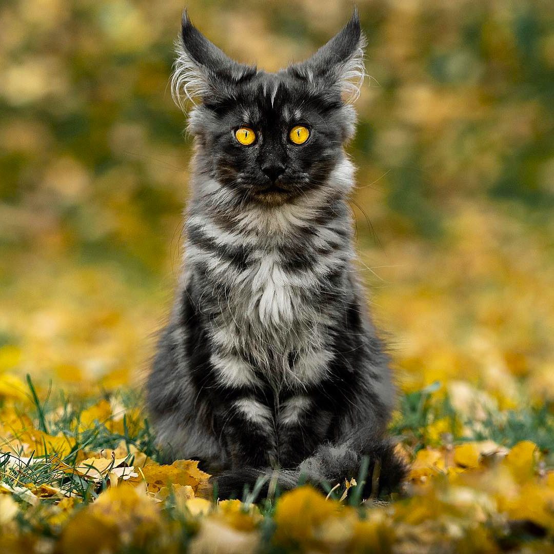 Кот с рыжими глазами