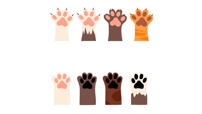 Кто за котиков