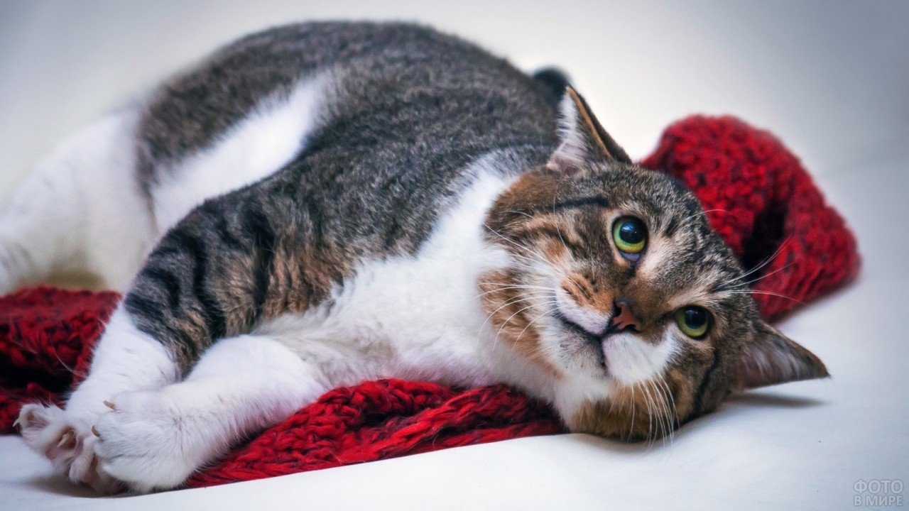 Кот лежит на шарфе