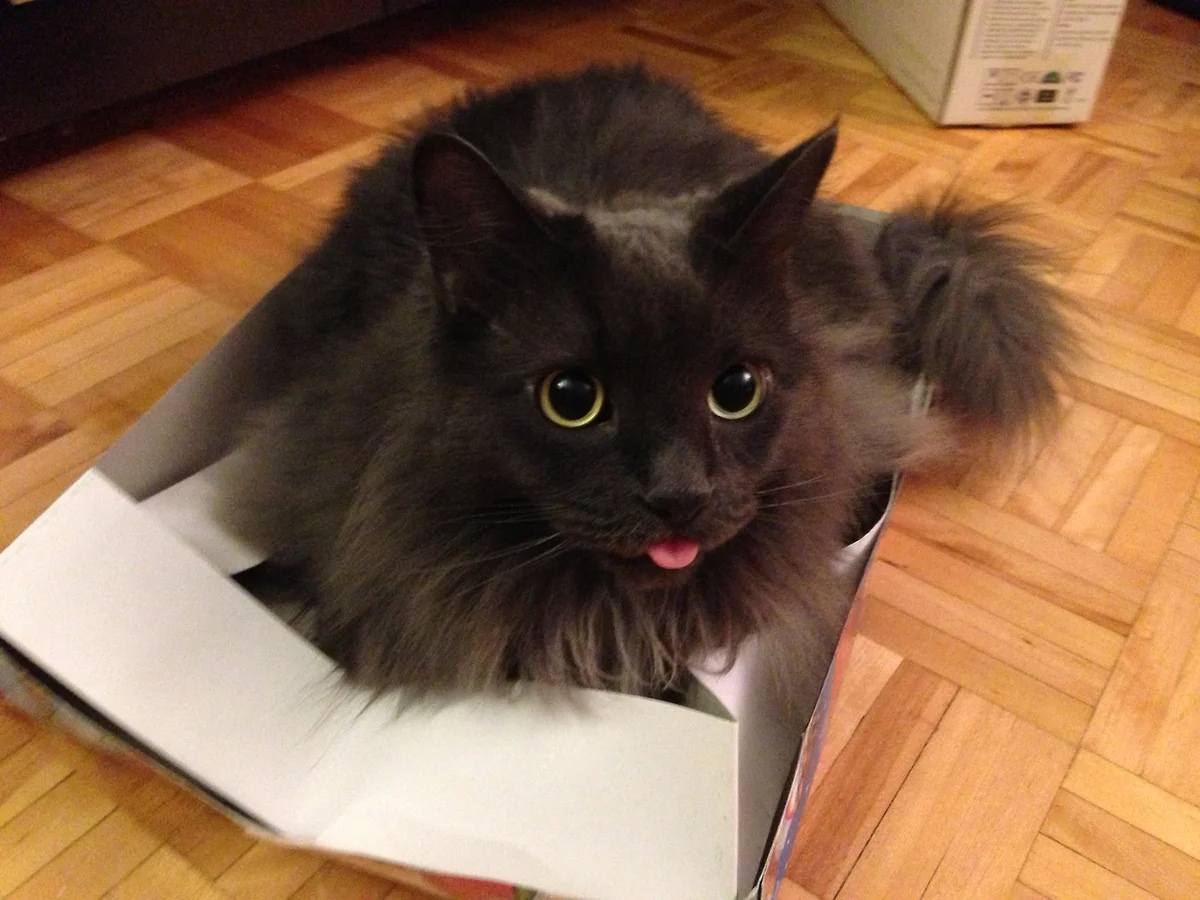 Кошечка высунула язычок