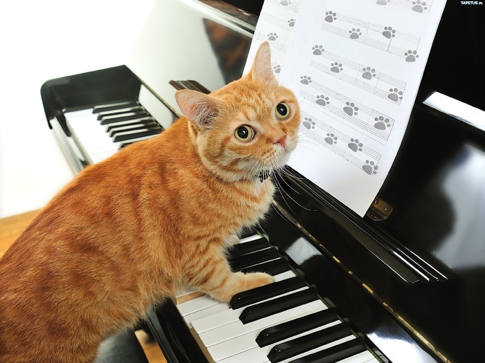 Кот пианист