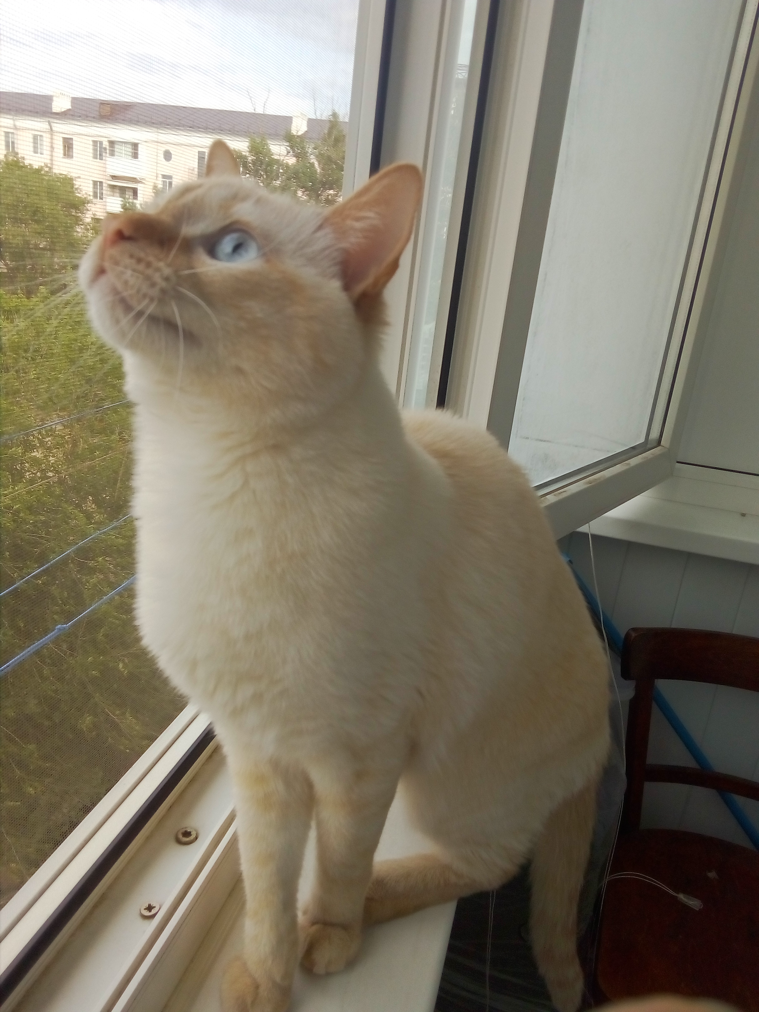 Домашняя жизнь Тимона