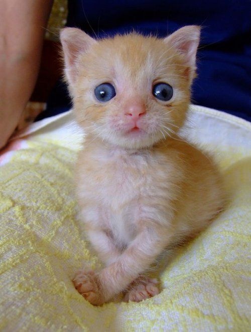 Изумлённый котёнок