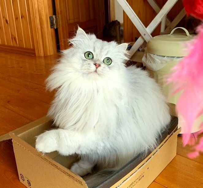 Пушистая красотуля в коробке