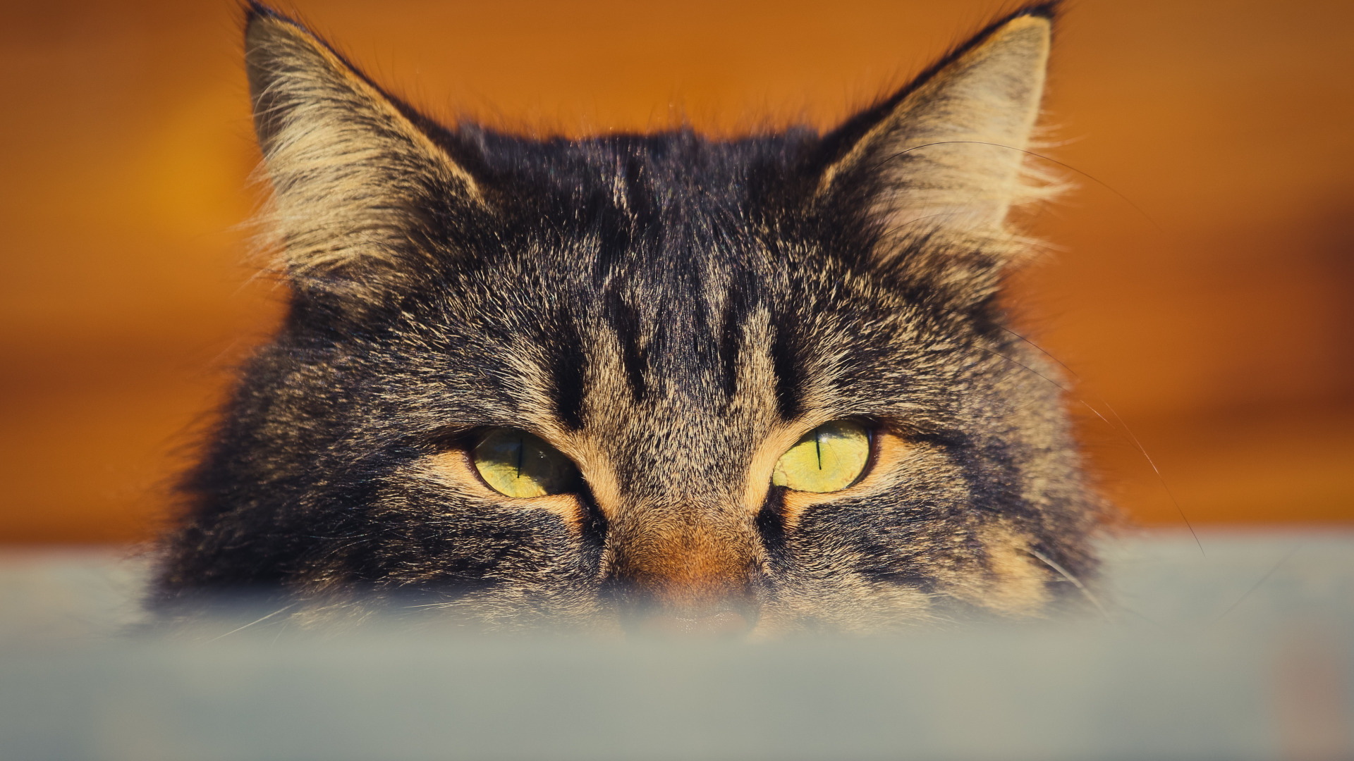 Зелёные глаза кошки