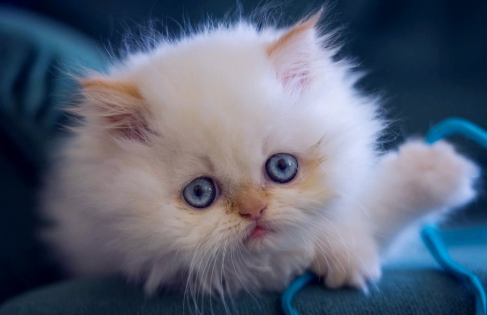 Пушистенький голубоглазик