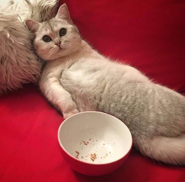 Кошечка ждёт обед