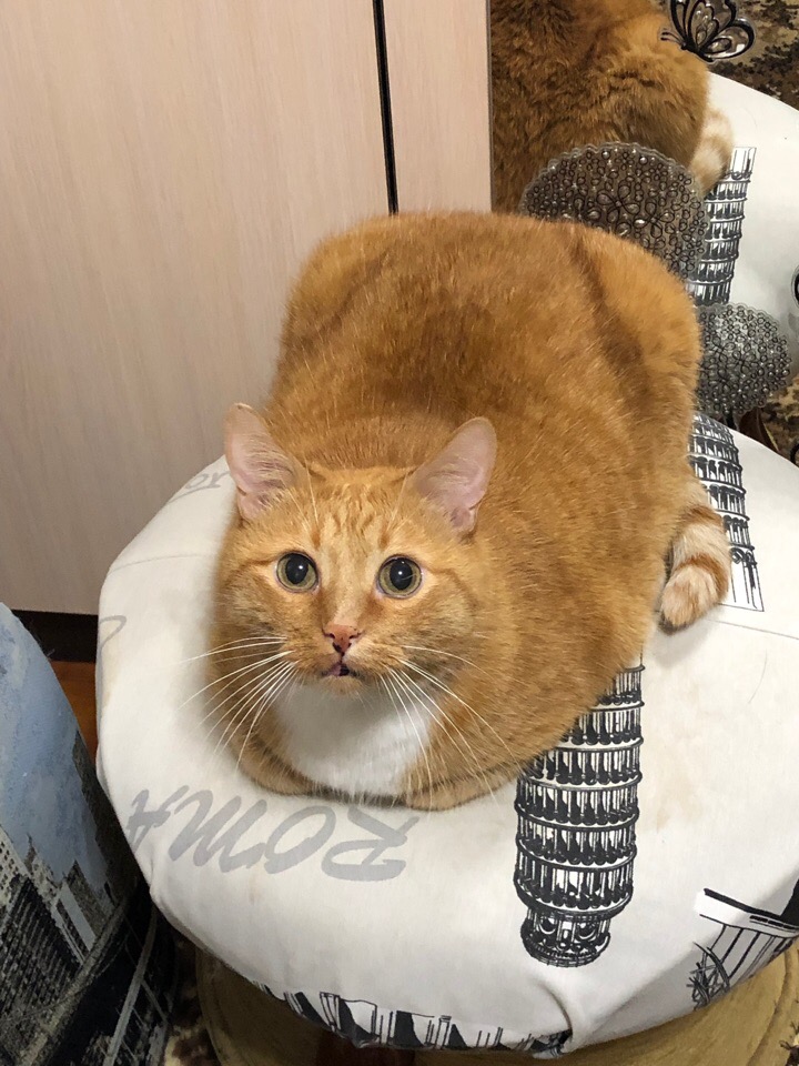 Наблюдательный котик