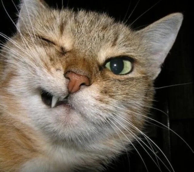 Рыжая наглая морда