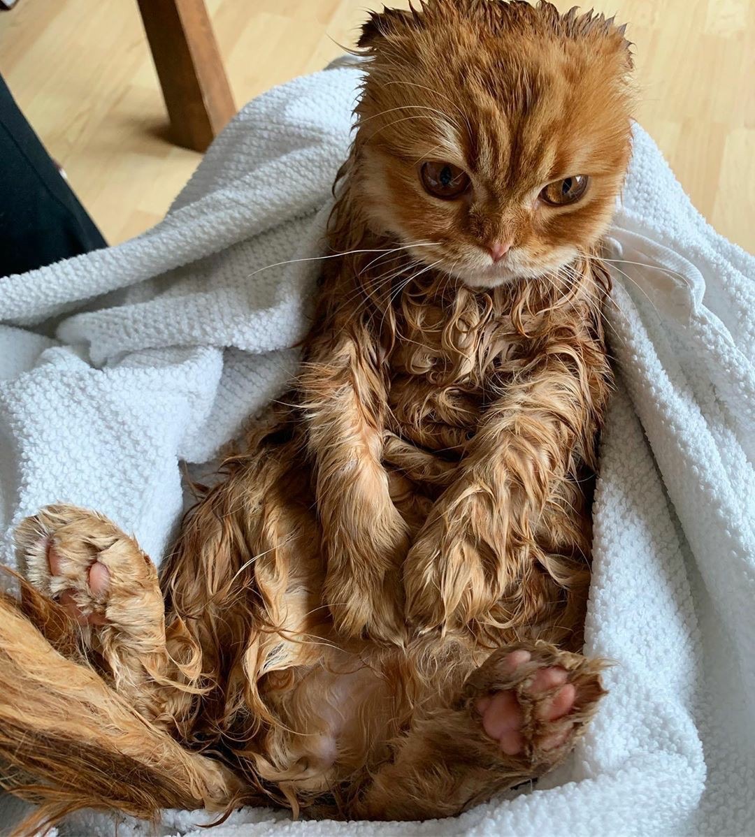 Мокрая красотуля