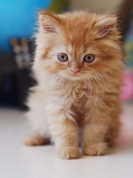 Рыженький пушистик