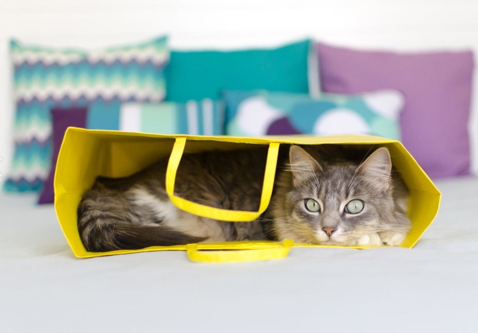 Кошечка отдыхает в пакете