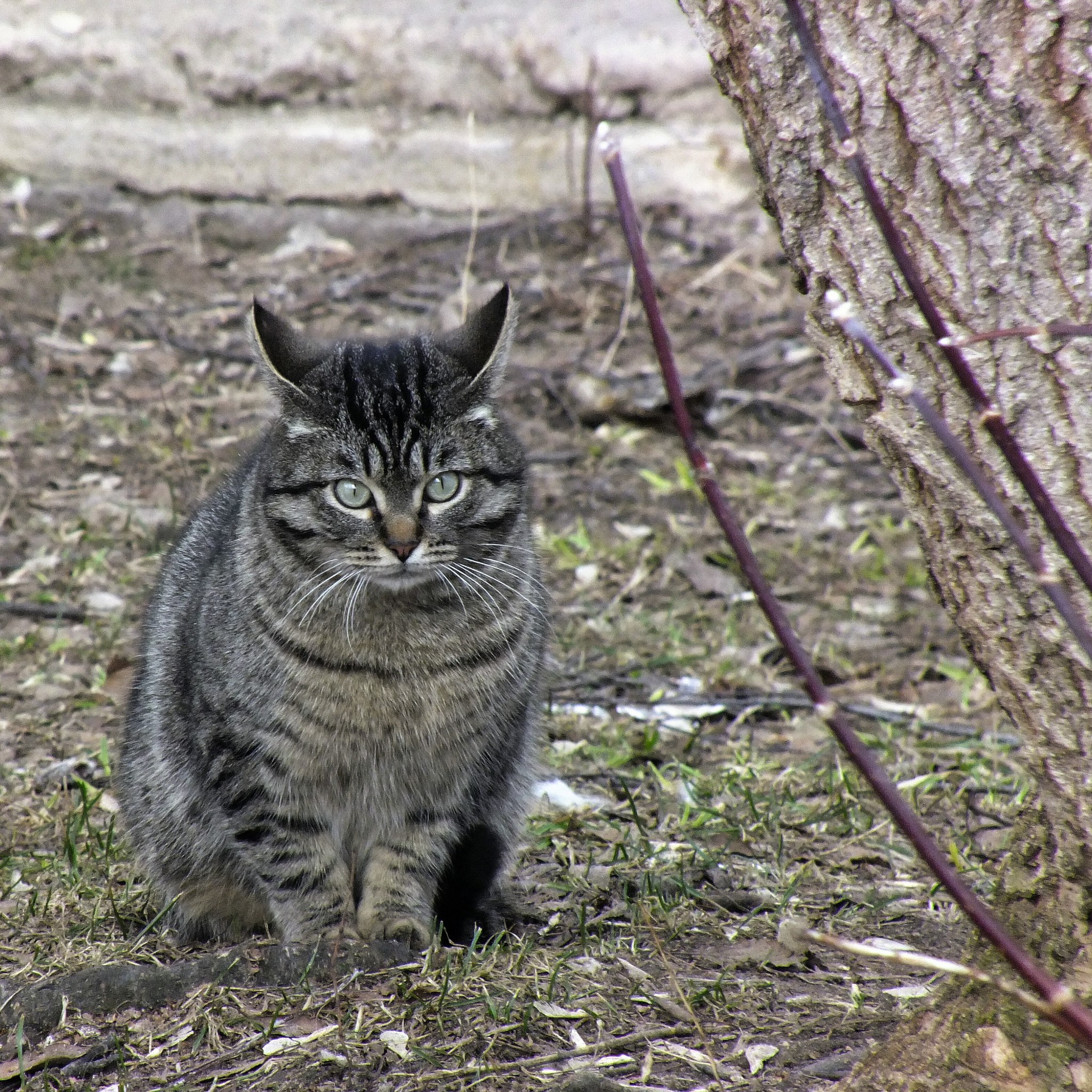 Котик продрог
