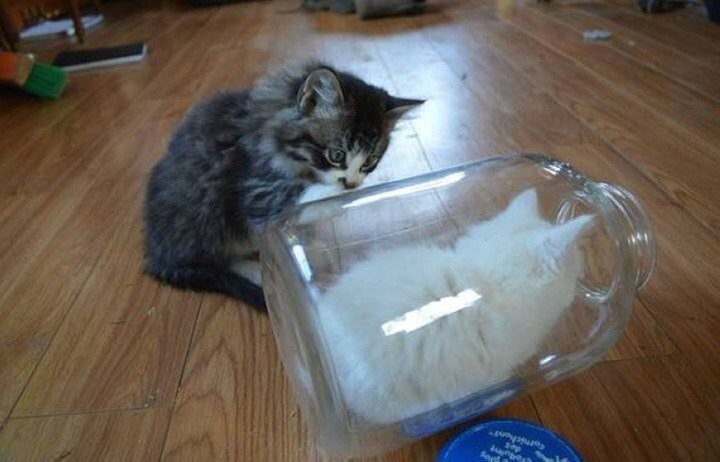 Котята играют с банкой