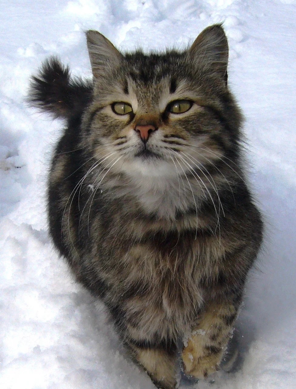 Кисонька гуляет по снегу