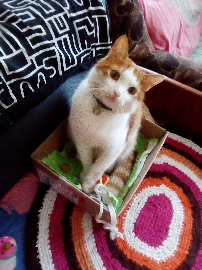 Коробка для Рыжика