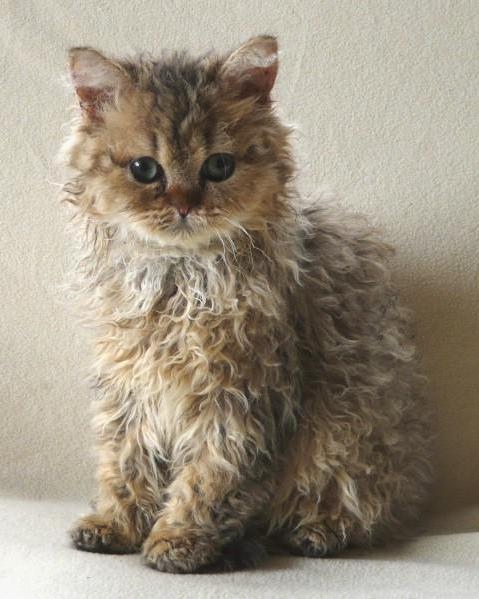 Котёнок с кудрявой шёрсткой