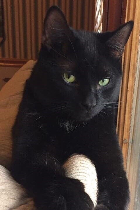 Обидчивый котик