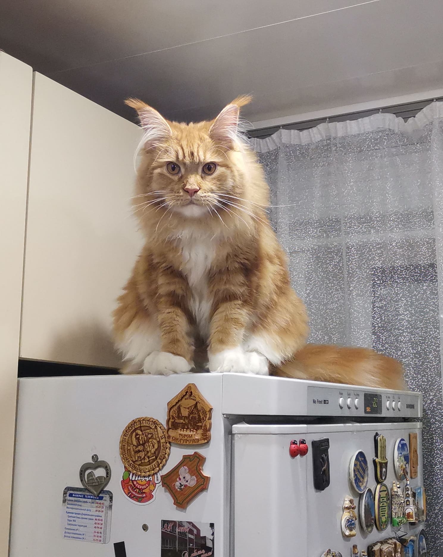 Высоко сижу далеко гляжу