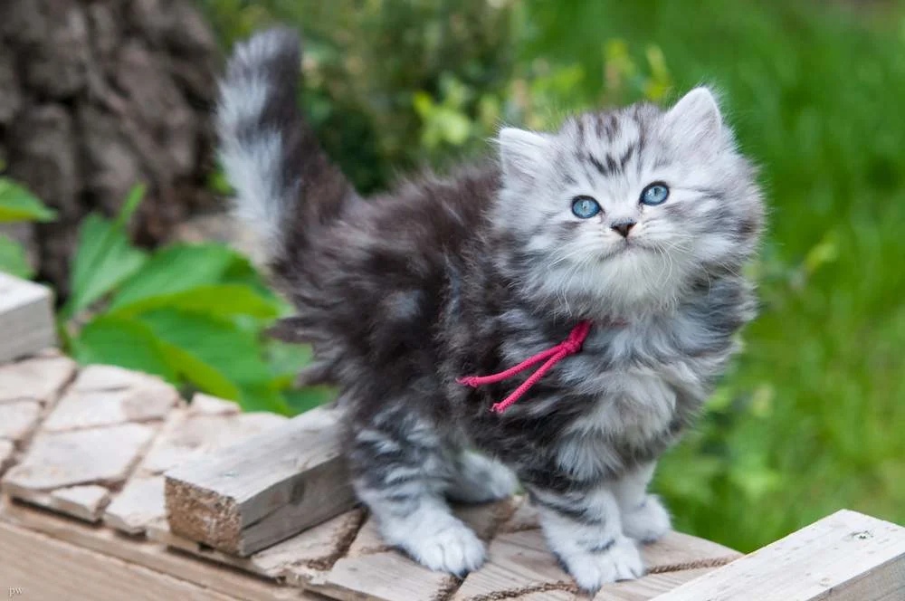 Пушистый красотуля