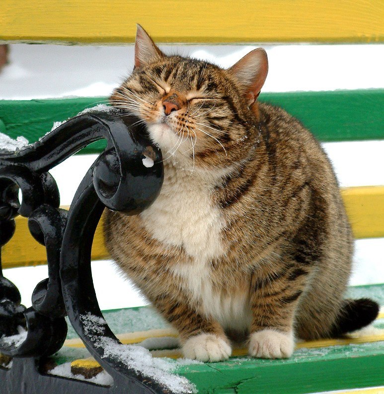 Котик трётся об лавочку