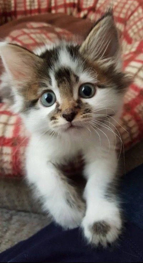 Красивенький котёночек