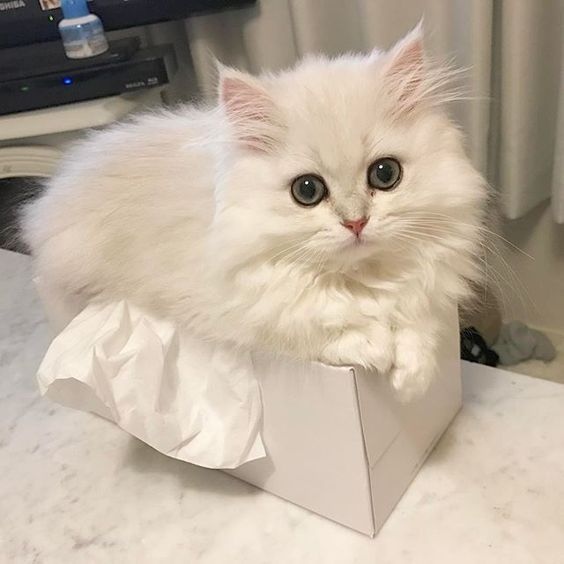 Белые кошечка и коробочка