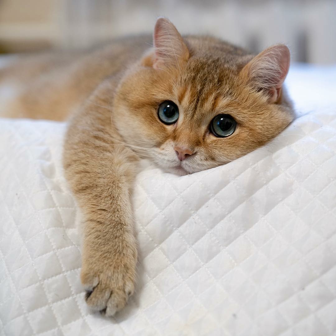 Кошечка проснулась