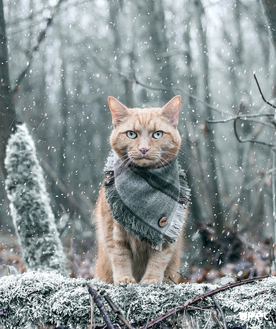 Рыжий котейка на природе