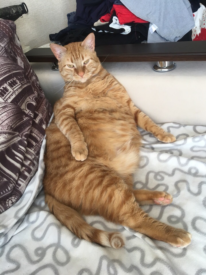 Толстячок лежит